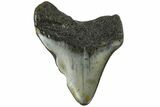Bargain, Juvenile Megalodon Tooth - North Carolina #172636-1